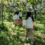 果物狩り