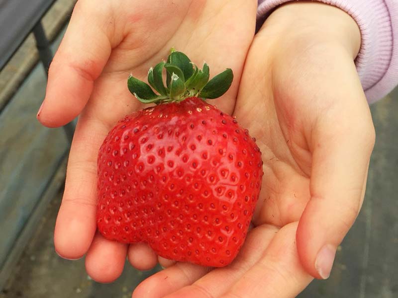 strawberry-picking_01